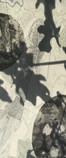 Still Memorable Still - Oaks