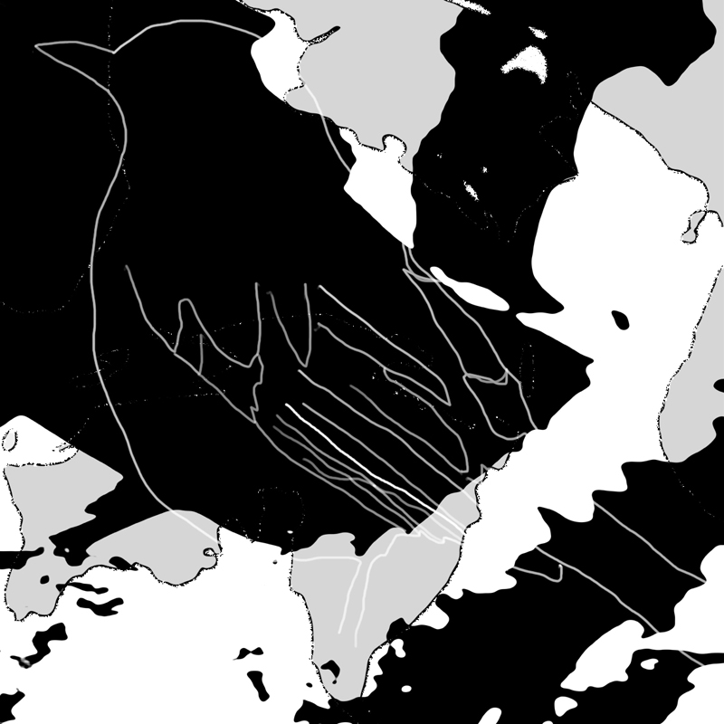 Introduced Birds - Blackbird